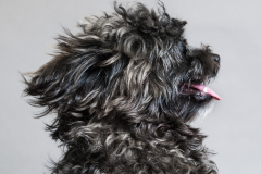 UrbanAnimal-Dog-photobooth09